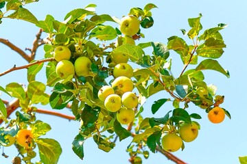 apple, fruit, tree, red, food, branch, ripe, green, nature, leaf, agriculture, autumn, plum, fresh, pomegranate, garden, healthy, orchard, apples, leaves, harvest, juicy, plant, fall, organic, sweet, 