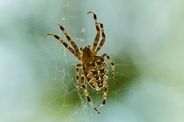 spider, cobweb, insect, macro, nature, arachnid, animal, web, garden, wildlife, closeup, danger, legs, predator, phobia, cross, trap, garden spider, creepy, hairy, fear, poisonous spider, sticky,