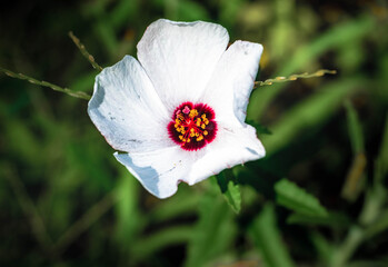ladybird on a flower
