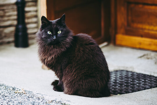 8 980 Best Angora Images Stock Photos Vectors Adobe Stock