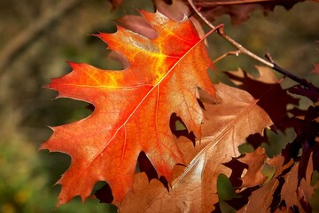 
autumn, leaf, maple, autumn, leaves, nature, tree, yellow, season, red, orange, isolated, color, plant, forest, foliage, bright, white, seasonal, brown, colorful, branch, natural, october, green, oak