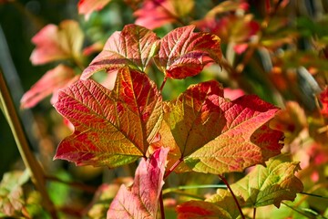 
autumn, leaf, maple, autumn, leaves, nature, tree, yellow, season, red, orange, isolated, color, plant, forest, foliage, bright, white, seasonal, brown, colorful, branch, natural, october, green, oak