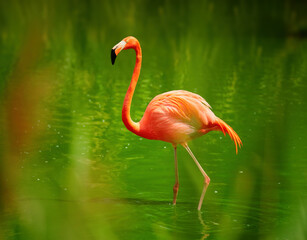 American flamingo, Phoenicopterus ruber, reddish-pink colored large wading bird in green lagoon. Red and green contrast. Redddish-orange bird in green environment.  Florida Keys