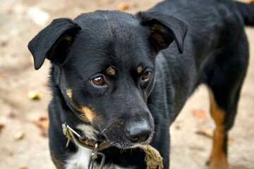 dog, pet, brown, pinscher, canine, cute, puppy, breed, portrait, white, doberman, doggy, small, terrier, pedigree, pets, adorable, hound, dogs, animal, purebred dog, background, breed, portrait , brow