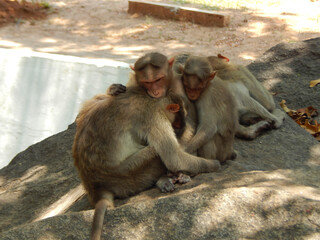 Obraz premium napping in sunny afternoon, macaque family at mamallapuram, Tamilnadu, India