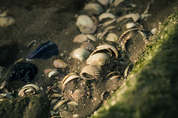 Closeup of the shells that can be found in the tide pools that surround the Hilbre Islands.