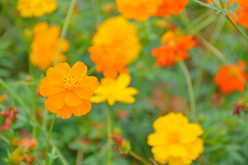 Obraz premium 秋桜/コスモス/花