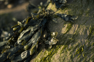 Closeup of some of the seaweed that can be found in the tide pools around the Hilbre Islands.