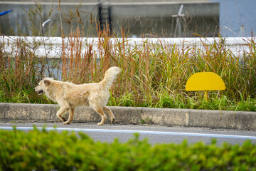 道路の端を歩く一匹の野良犬