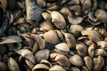 Closeup of the shells that can be found in the tide pools that surround the Hilbre Islands.