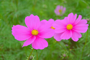 Fototapeta premium 秋桜/コスモス/花
