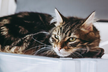 Vieux Chat Noir Et Blanc Marchant Sur Le Trottoir Wall Mural Wallpaper Murals Picsart