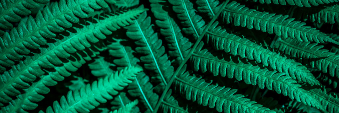 Beautiful ferns green foliage. Close up of beautiful growing fern leaves in forest. Web banner. Space for text.