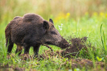 Wild boar, sus scrofa, digging in the ground with snout and throwing mud away on meadow in summer...