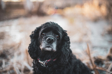 Old black cocker dog close up
