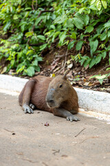 Capivara na pista de caminhada em um ponto turístico, no parque Cesamar