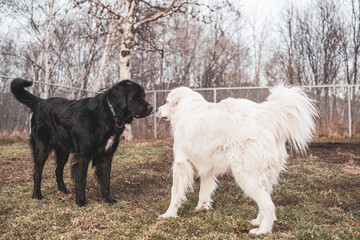 Newfoundland dog and great pyrenees mountain dog smelling each other for the first time