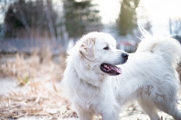 Close up on a beautiful great pyrenees mountain dog outside in autumn on frozen pond