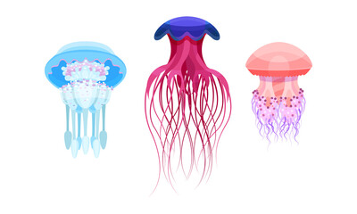 Jellyfish or Sea Jellies as Free-swimming Marine Animal Vector Set