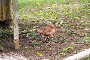 farm hen in open space eating