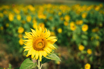Close-up Sunflower blooming and bee in the garden on a natural background.