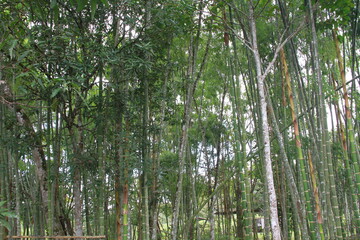 Fototapeta premium group of trees with light passing through them, guaduas