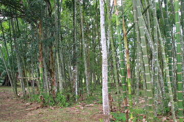 group of trees with light passing through them, guaduas