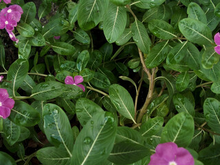 Obraz premium bush with pink flowers