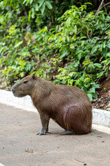 Capivara na pista de caminhada em um ponto turístico, no parque Cesamar