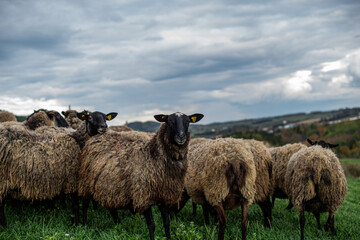 Obraz premium Beautiful group of unshaved romanov sheep outside in autumn