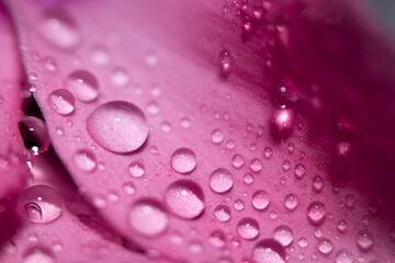 Water drops on pink leaves of a flower close-up with a dark background. Selective focus.