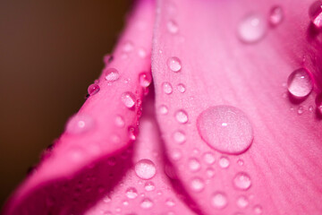 Water drops on pink leaves of a flower close-up with a dark background. Selective focus.