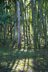 group of trees, guaduales, sun © cristhian