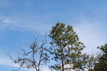 tree with sky background © cristhian