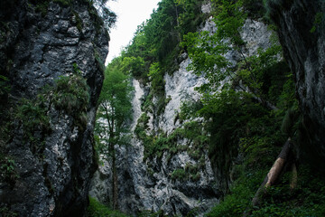tree in the mountains