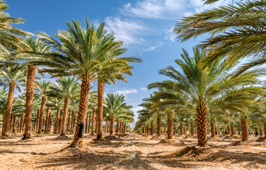 Fototapeta na wymiar Plantation of date palms intended for healthy food production. Dates production is a rapidly developing agriculture industry in desert areas of the Middle East