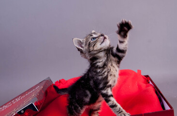 le chaton de noël