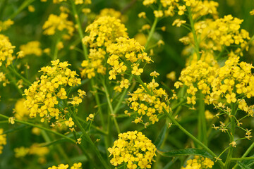 Obraz premium Acker-Senf (Sinapis arvensis)