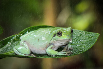 Dumpy frog on leaf