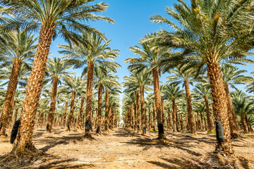 Fototapeta na wymiar Plantation of date palms intended for healthy food production. Dates production is a rapidly developing agriculture industry in desert areas of the Middle East