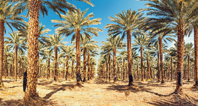 Plantation of date palms intended for healthy food production. Dates production is a rapidly developing agriculture industry in desert areas of the Middle East