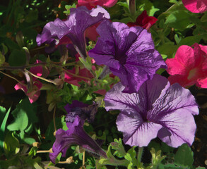 Primer plano de las flores de una Petunia en violeta, púrpura, blanco y rosa fucsia, dándoles de pleno el sol. Luz natural