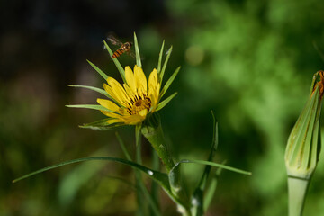 Großer Bocksbart (Tragopogon dubius)