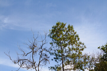 tree with sky background © cristhian