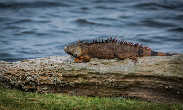lagarto tomando el sol en la tierra y en los arboles