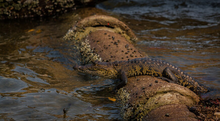 Fototapeta na wymiar cocodrilo cazando en el rio nilo