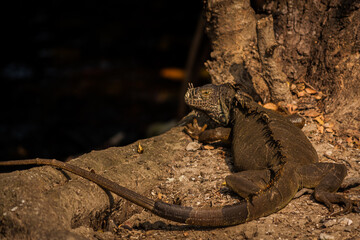 lagarto tomando el sol en la tierra y en los arboles