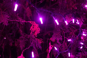 purple holiday lights