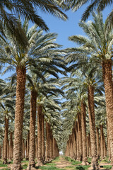 Date palm trees field in Israel with full of sun shine.