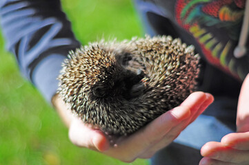 small spiny hedgehog in male hands